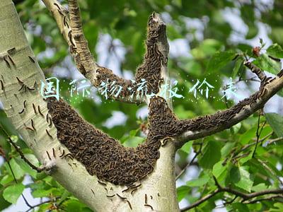 国际物流报价表