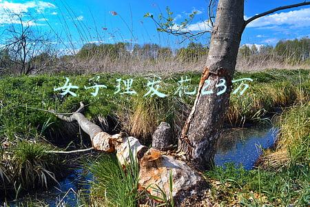 女子理发花23万
