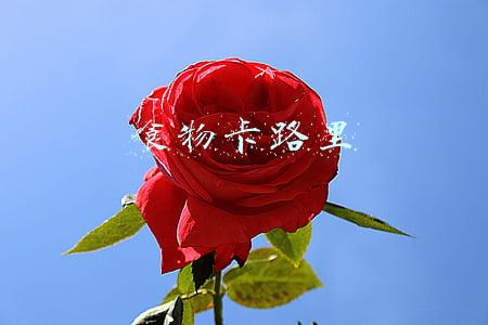 食物卡路里