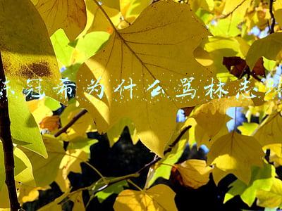 陈冠希为什么骂林志玲