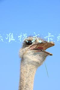 标准模式卡组