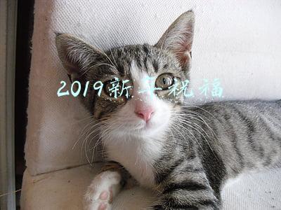 2019新年祝福