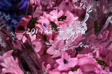 2019新年祝福