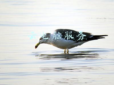 云电脑服务