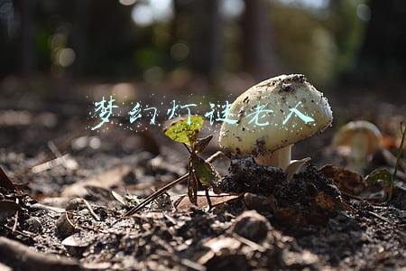 梦幻西游灯谜老人活动结束时间2022(梦幻灯谜老人12点还会来吗)