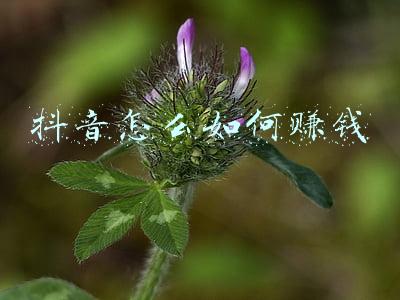 抖音如果有1万个粉丝能赚钱吗?有收益吗?具体是怎么赚钱呀?_抖音怎么赚钱啊