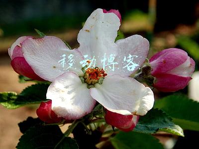 移动博客