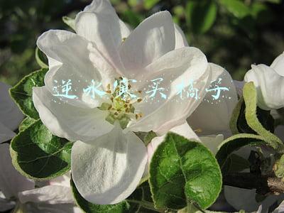 逆水寒获取免费点卡的办法(逆水寒买橘子奇遇)