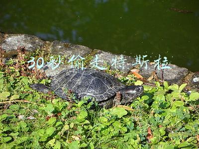 30秒偷走特斯拉