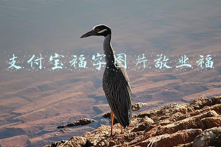 支付宝福字图片敬业福