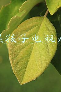 嘿孩子电视剧