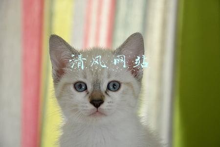 清风网站