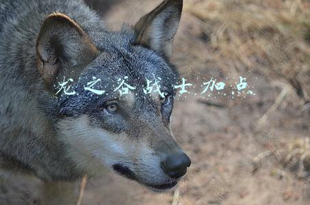 龙之谷战士加点