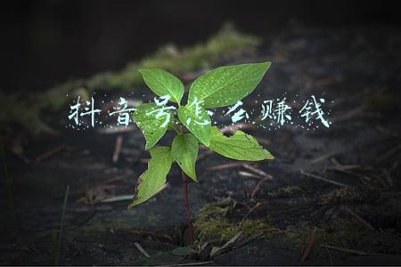 抖音号怎么赚钱 抖音号怎么赚钱