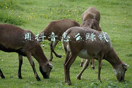 玩抖音可以赚钱吗?(怎么能用抖音赚钱)