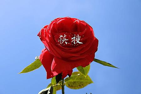 筷搜