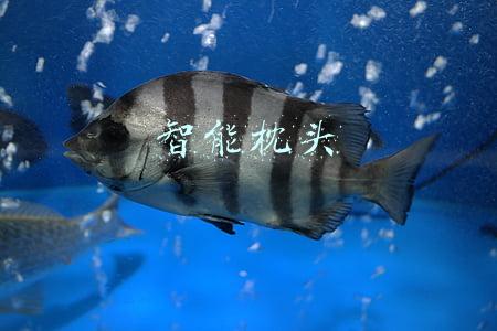智能枕头