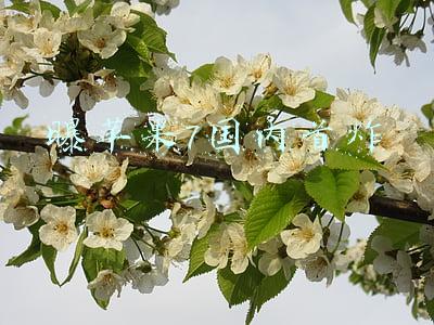 曝苹果7国内首炸