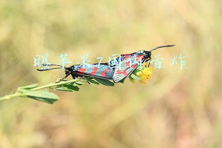 曝苹果7国内首炸