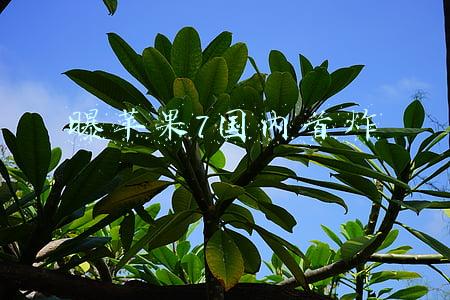 曝苹果7国内首炸