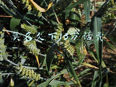 莫名欠下13万话费