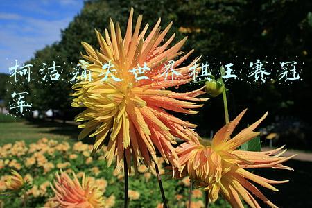 冲击个人第九冠失败，柯洁痛失世界棋王赛冠军落泪：是我实力的问题(柯洁痛失世界棋王赛冠军2020年12月24日安大门好吗)