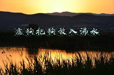 虐狗把狗放入沸水
