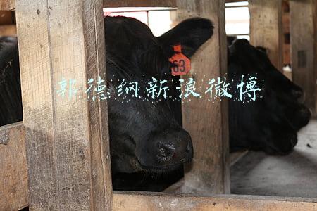 郭德纲新浪微博