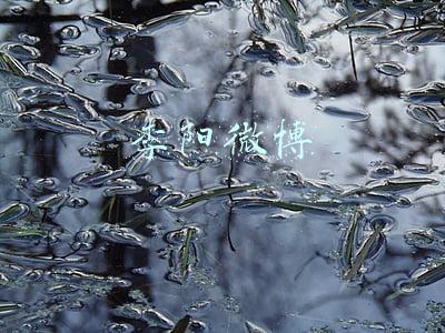 李阳微博