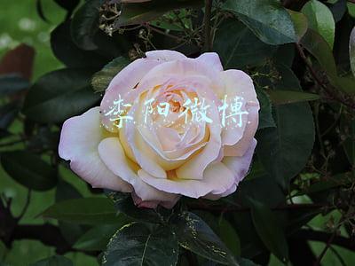 李阳微博