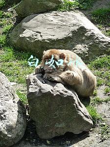 白如冰