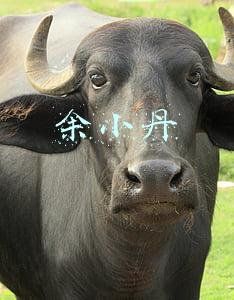 余小丹