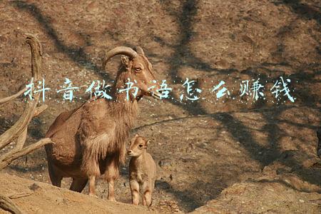 抖音可以赚钱是真的吗?:抖音读书写作赚钱是真的吗