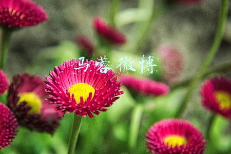 马蓉微博