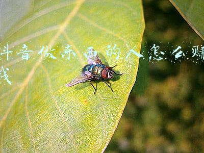 做抖音是如何赚钱的；拍抖音赚钱吗？