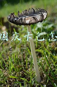 炉石国庆卡包怎么拿