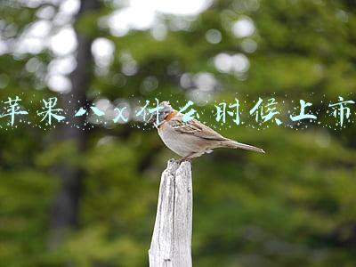 苹果八x什么时候上市