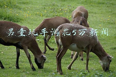 男童玩手游花5万新闻