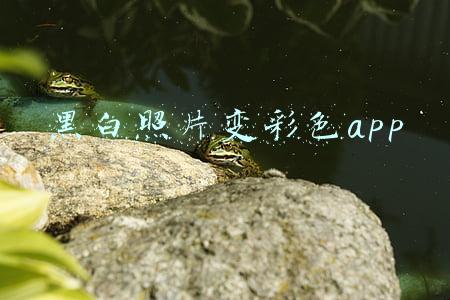 黑白照片变彩色app