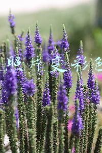 黑白照片变彩色app