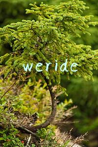 weride