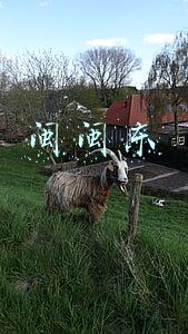 闽闽东