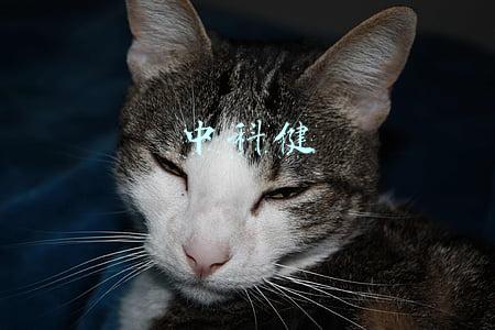 中科健