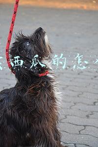 头条号后台发的小视频和西瓜视频有什么区别，两者都有收益吗？（抖音头条西瓜发视频哪个赚钱）
