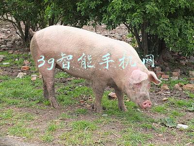 手机天猫帮助长辈更好使用智能手机(智能手机网)