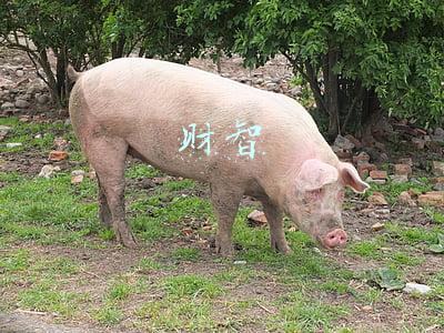 财智