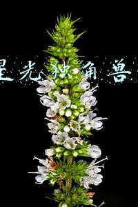 dnf星光独角兽怎么得