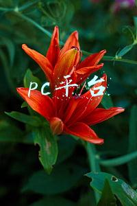 pc平台