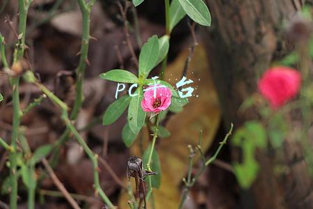 pc平台
