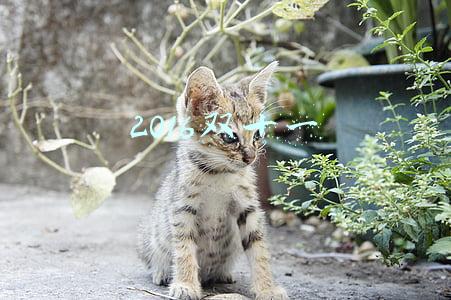 2016双十一
